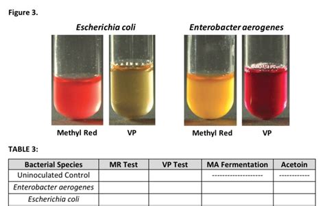 what happens to e. coli during and mr/vp test|3.23: MR.